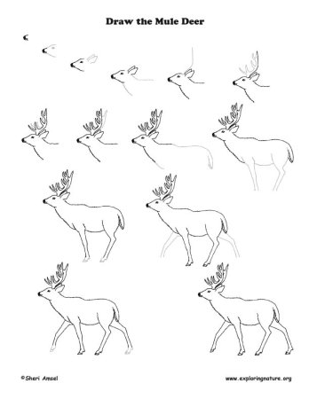Поэтапный рисунок оленя