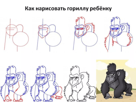 Как нарисовать гориллу поэтапно