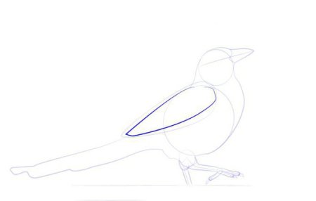 Поэтапное рисование сороки