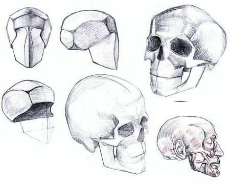 Баммес череп профиль