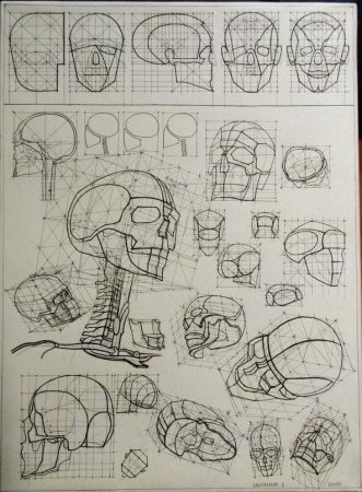 Анатомия Бамеса череп