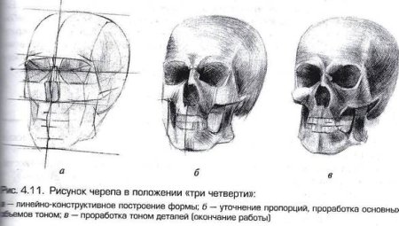 Пластическая анатомия череп в ФАС И сбоку