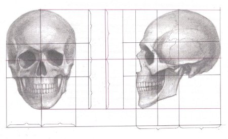 Пропорции головы человека Баммес