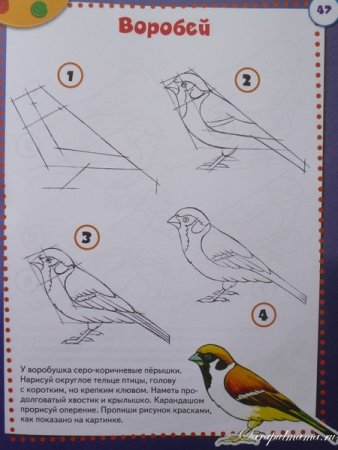 Рисование птицы в старшей группе поэтапно