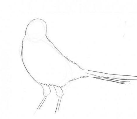 Сорока поэтапно