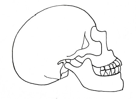 Череп боком рисунок