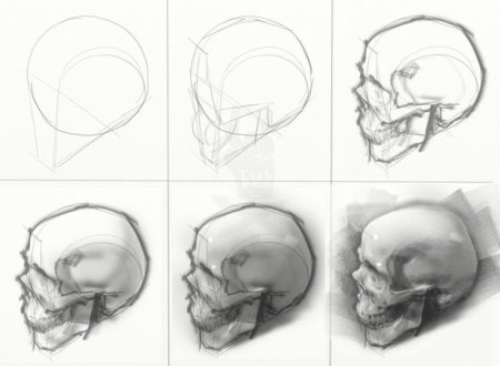 Поэтапное построение черепа