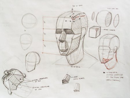 Пропорции черепа Баммес