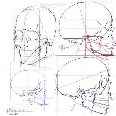 Пропорции головы человека референс