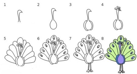 Поэтапный рисунок павлина