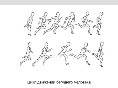 Фазы движения человека бег