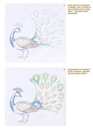 Поэтапный рисунок Жар птицы
