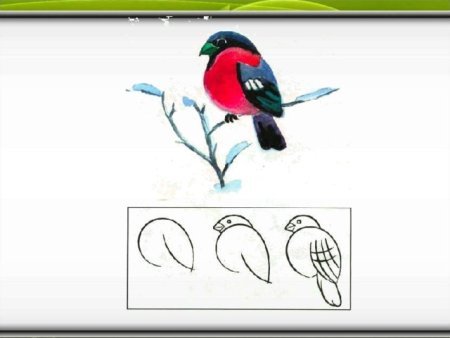 Снегирь рисунок пошагово