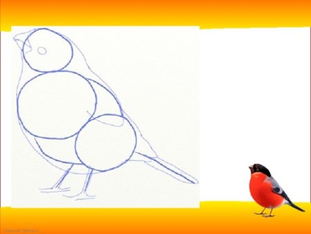 Снегирь пошаговое рисование