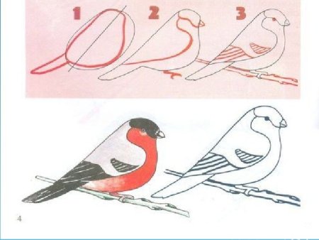 Снегирь пошаговое рисование