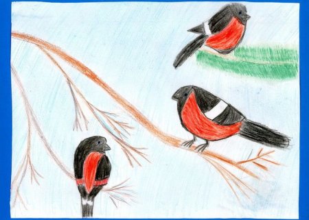 Рисование Снегирь на ветке