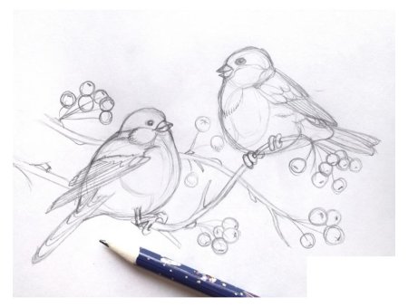 Поэтапное рисование снегиря на ветке