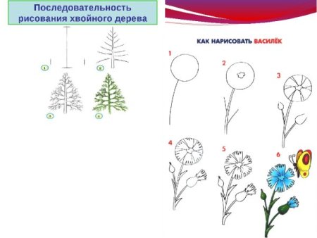 Нарисовать Василек карандашом