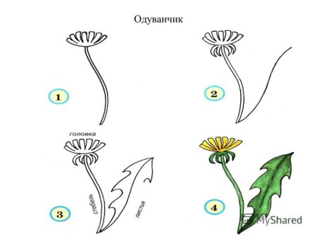 Поэтапное рисование одуванчика