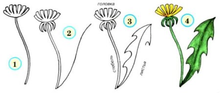 Этапы рисования одуванчика для детей