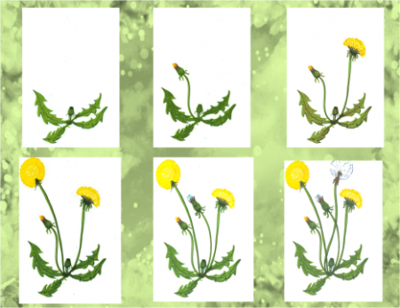 Рост одуванчика