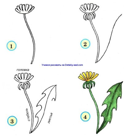 Василек карандашом