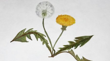 Поэтапное рисование одуванчиков в траве