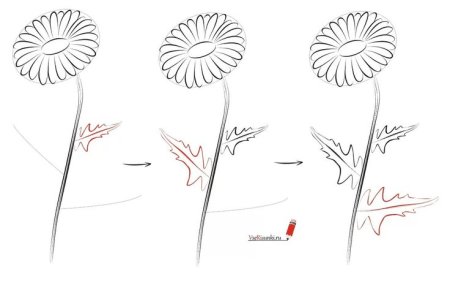 Алгоритм рисования одуванчика