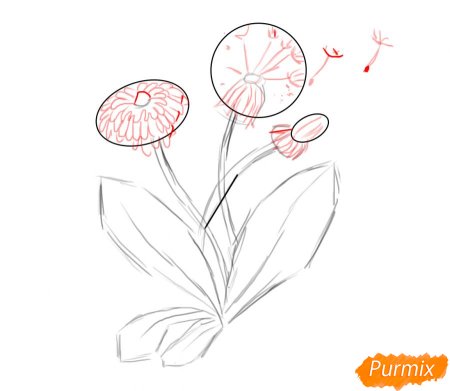 Этапы рисования одуванчика для детей