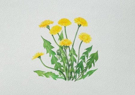 Поэтапное рисование одуванчика