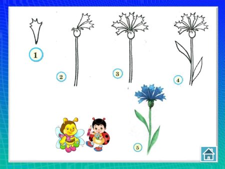 Поэтапное рисование одуванчика