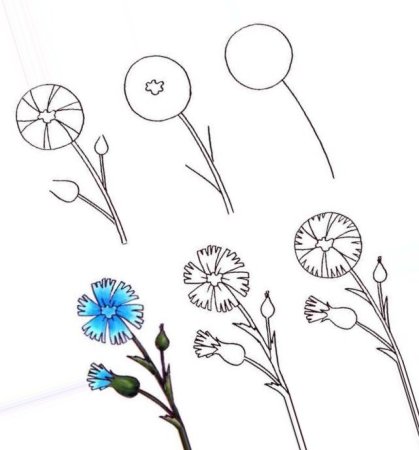 Поэтапное рисование ромашки