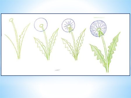 Поэтапное рисование одуванчика