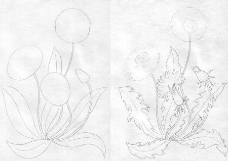 Одуванчик рисунок карандашом