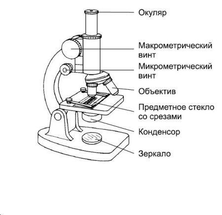 Рисунок микроскопа поэтапно (52 фото)