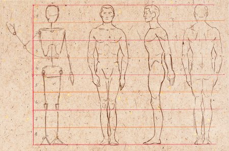 Пропорция человека для рисования сбоку
