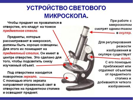 Рисунок микроскопа 5 класс