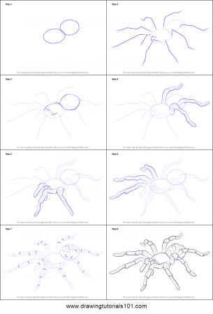 Поэтапное рисование паука для детей