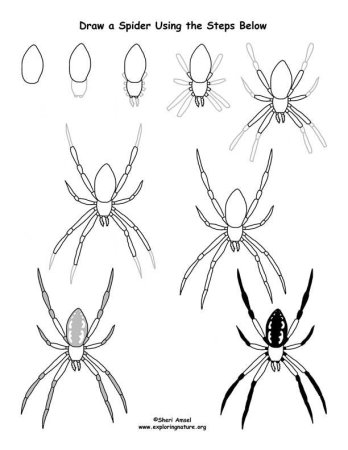 Паук рисунок легкий