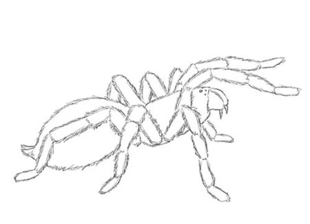 Паук сенокосец нарисовать поэтапно
