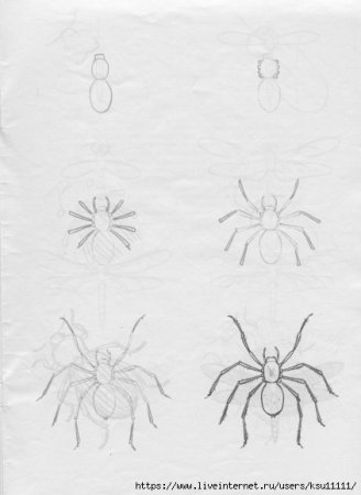 Паук сбоку рисунок