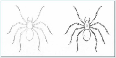 Лайны пауков