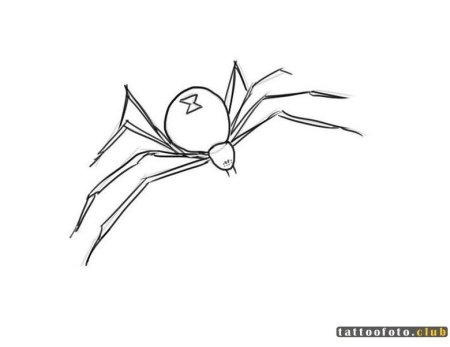 Паук Каракурт рисунок