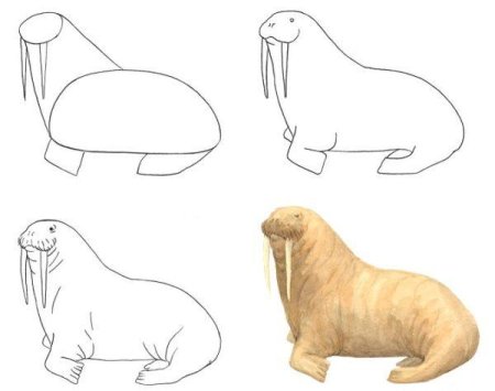 Рисование моржа в подготовительной группе