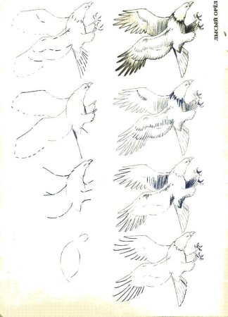 Поэтапное рисование орла