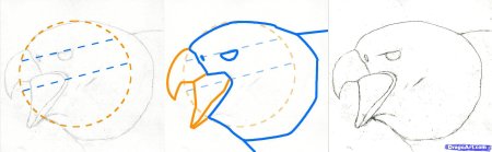 Коршун рисунок легкий