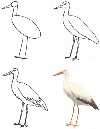 Рисование аиста в старшей группе