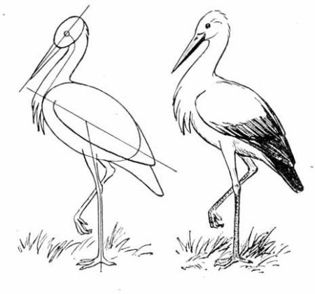 Журавль поэтапное рисование