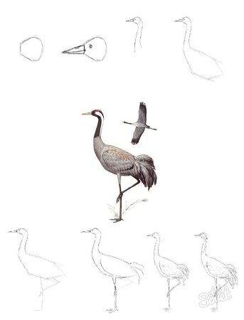 Поэтапное рисование аиста для детей