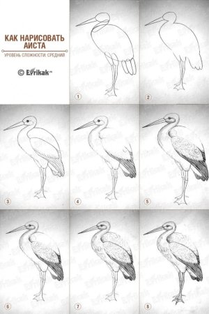 Поэтапное рисование журавля для детей